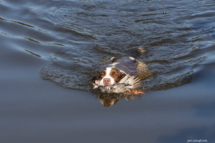 American Water Spaniel Traits: Behavior, History, and Care