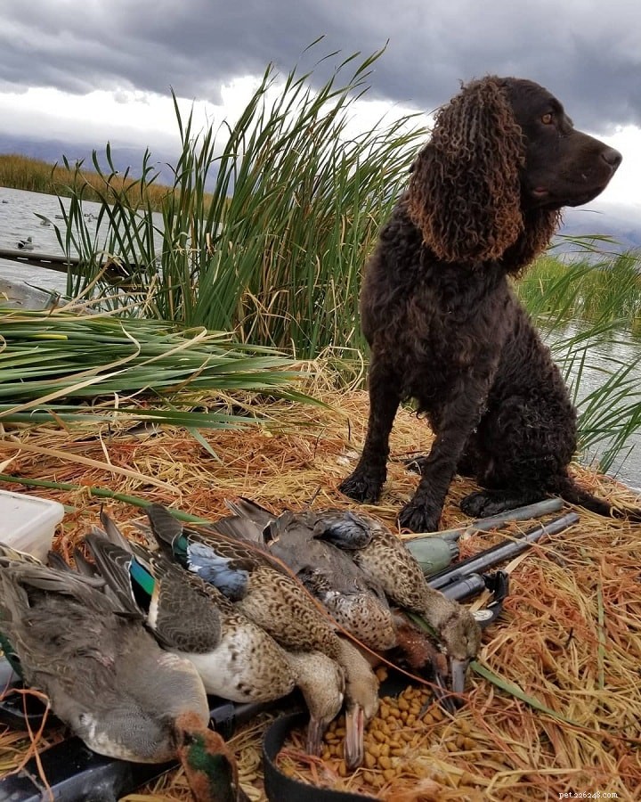 American Water Spaniel Traits: Behavior, History, and Care