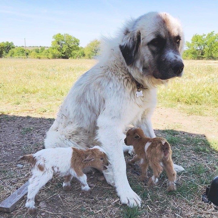 Anatolian Shepherd Dog Behavior: Traits, Training, and Family Compatibility