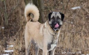 Anatolian Shepherd Dog Behavior: Traits, Training, and Family Compatibility