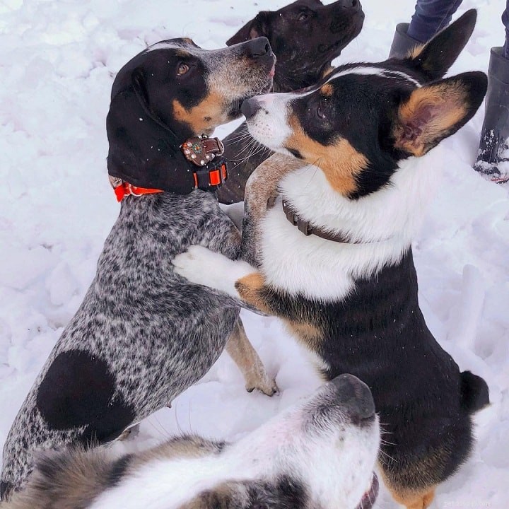 Understanding Bluetick Coonhound Behavior: Traits & Care
