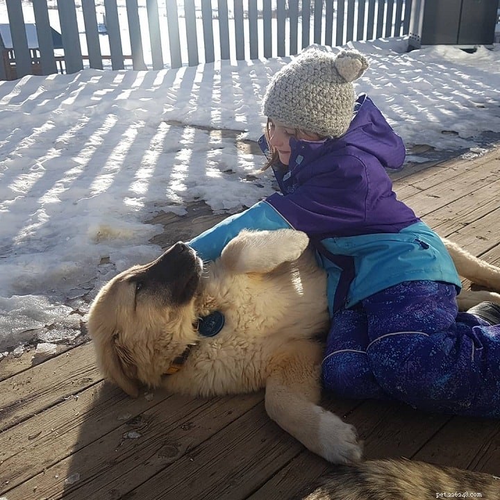 Anatolian Shepherd Dog Behavior: Traits, Training, and Family Compatibility