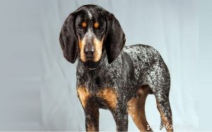 Understanding Bluetick Coonhound Behavior: Traits & Care