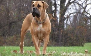 Boerboel Traits & Guarding Instincts: A Comprehensive Guide