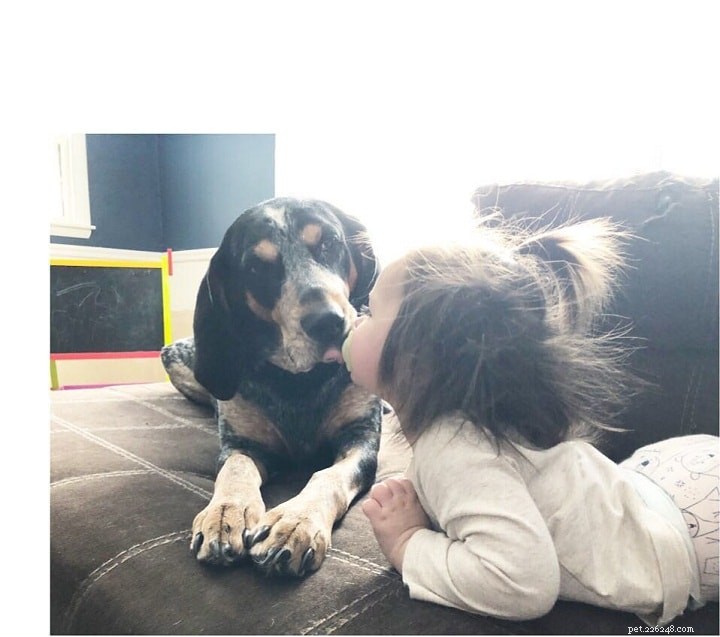 Understanding Bluetick Coonhound Behavior: Traits & Care