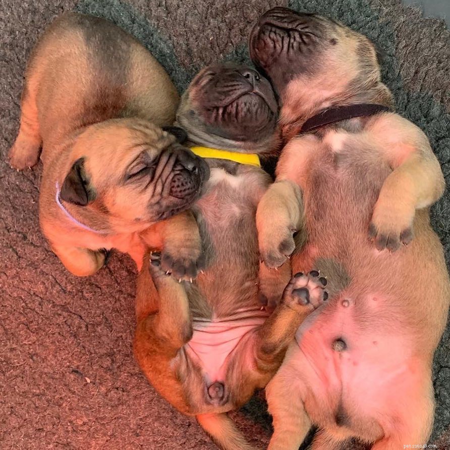 Boerboel Traits & Guarding Instincts: A Comprehensive Guide