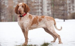 Bracco Italiano: The Classic Italian Hunting Pointer