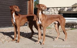 Azawakh Temperament: Traits, Training, and Care for West African Sighthounds
