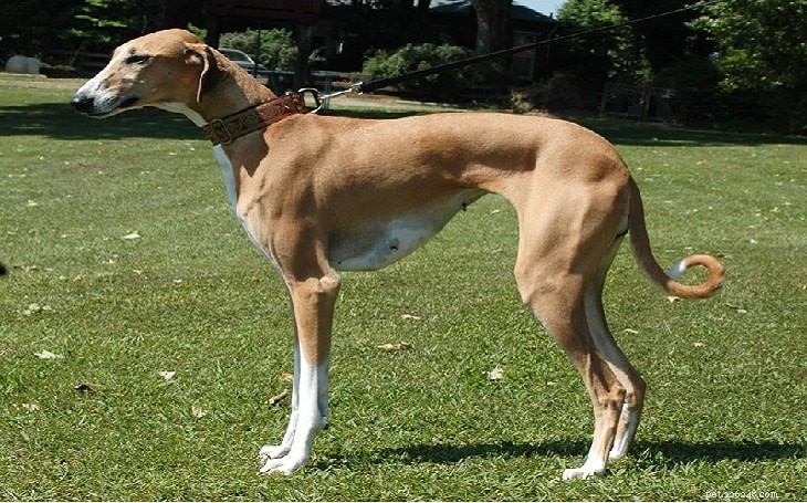 Azawakh Temperament: Traits, Training, and Care for West African Sighthounds