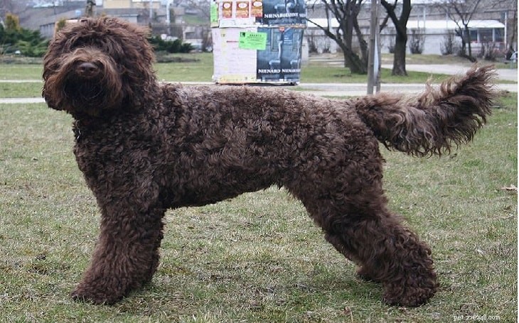Barbet Dog Behavior: Traits, Training, and Care Tips