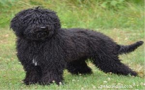 Barbet Dog Behavior: Traits, Training, and Care Tips
