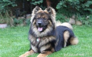 Eurasier Dog Temperament: Calm, Friendly, and Loyal
