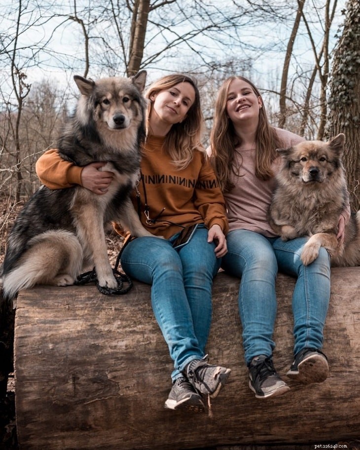 Eurasier Dog Temperament: Calm, Friendly, and Loyal