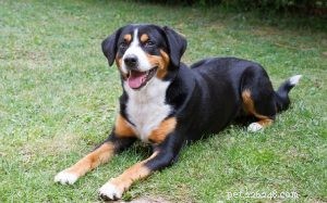 Entlebucher Mountain Dog: Behavior, History & Care