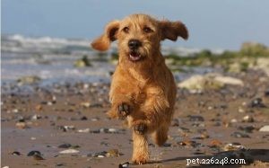Basset Fauve de Bretagne: Energetic, Loyal Family Companion