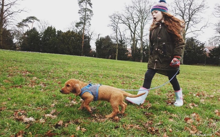Basset Fauve de Bretagne: Energetic, Loyal Family Companion