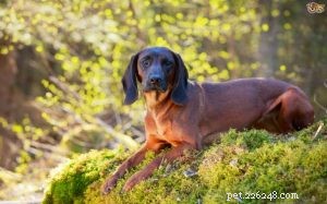 Bavarian Mountain Scent Hound: Temperament, Training & Family Bond