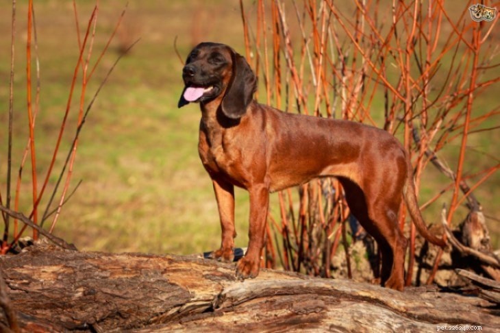 Bavarian Mountain Scent Hound: Temperament, Training & Family Bond