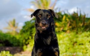 Understanding Beauceron Behavior: Traits, Training, and Exercise Needs