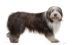 Understanding Bearded Collie Behavior: Temperament & Care