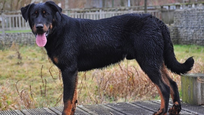 Understanding Beauceron Behavior: Traits, Training, and Exercise Needs