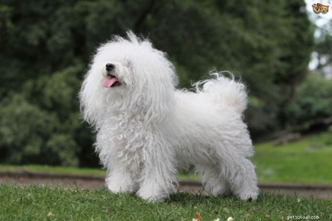Bolognese Terrier: Gentle, Intelligent Companion for Families