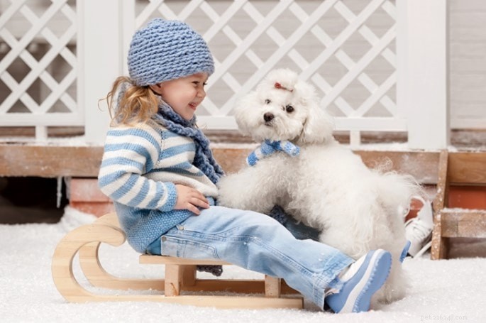 Bolognese Terrier: Gentle, Intelligent Companion for Families