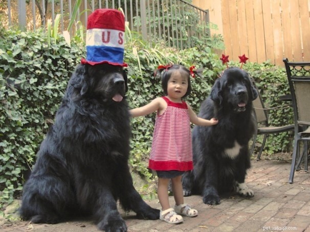 Newfoundland Dog Temperament: Calm, Loyal Family Companion