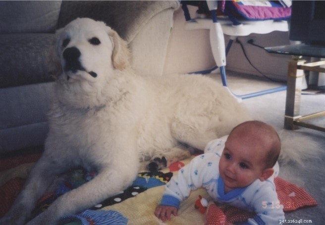 Kuvasz Dogs: Behavior, Temperament, and Care Guide