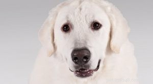 Kuvasz Dogs: Behavior, Temperament, and Care Guide