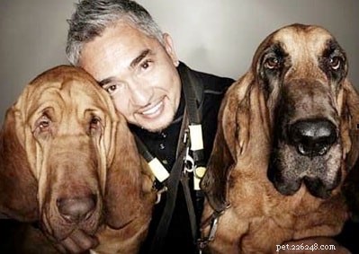 Understanding Bloodhound Behavior: Tracking, Scenting, and Legal Impact