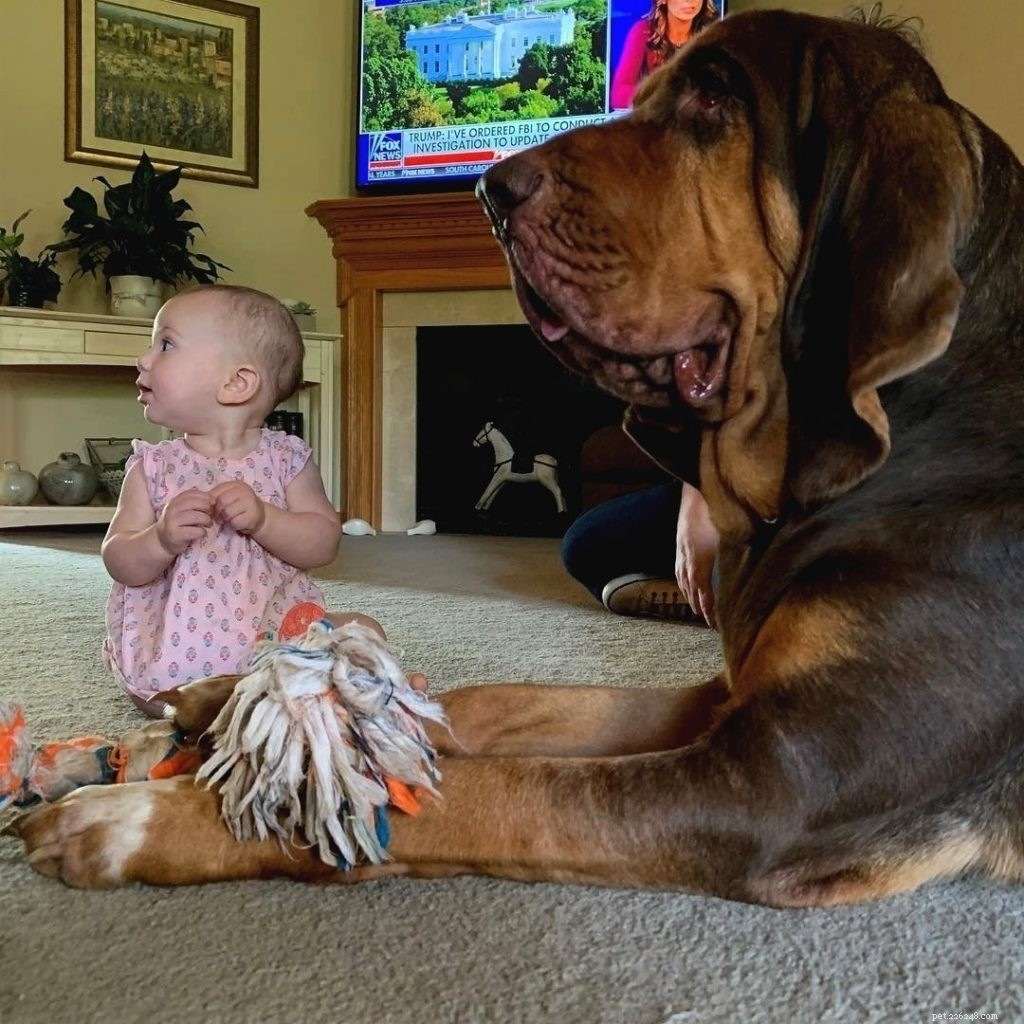 Understanding Bloodhound Behavior: Tracking, Scenting, and Legal Impact