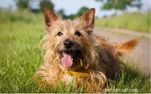 Australian Terrier Traits & Temperament Guide
