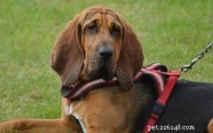 Understanding Bloodhound Behavior: Tracking, Scenting, and Legal Impact