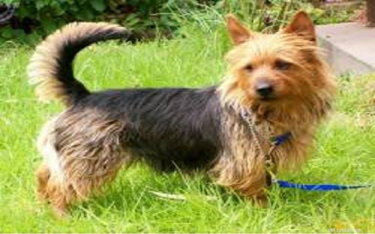 Australian Terrier Traits & Temperament Guide