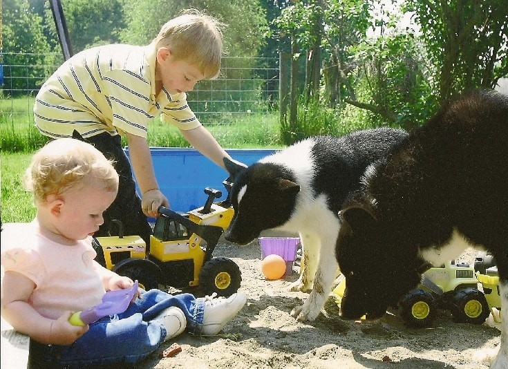 Karelian Bear Dog: Strength, Temperament, and Family Suitability