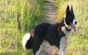 Karelian Bear Dog: Strength, Temperament, and Family Suitability