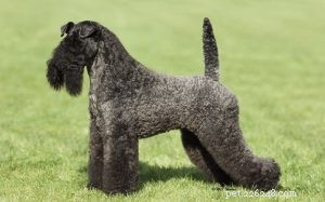 Kerry Blue Terrier: Traits, Care & Family Compatibility
