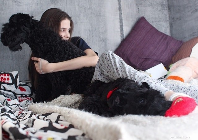 Kerry Blue Terrier: Traits, Care & Family Compatibility