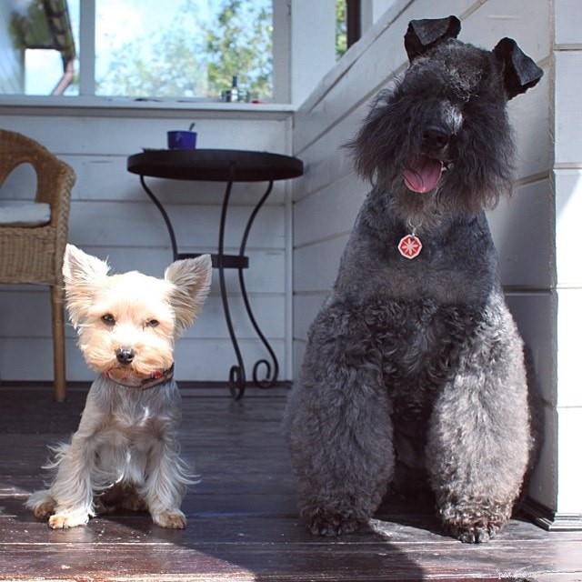 Kerry Blue Terrier: Traits, Care & Family Compatibility