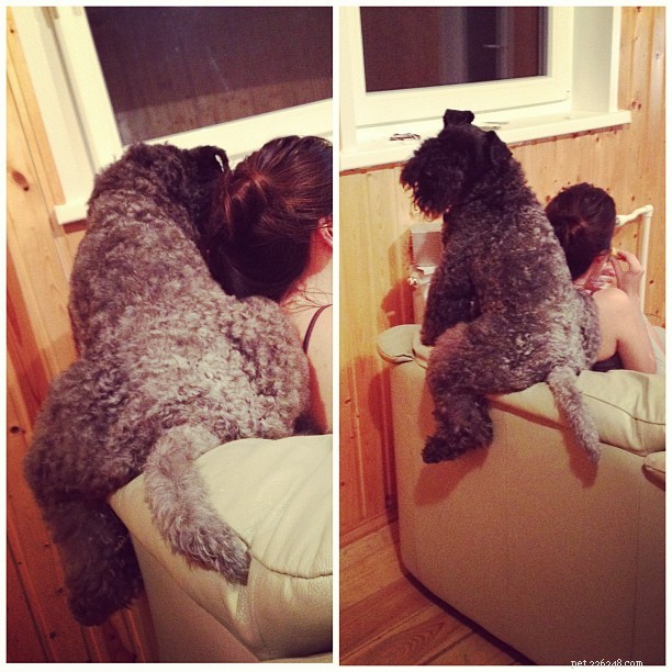 Kerry Blue Terrier: Traits, Care & Family Compatibility