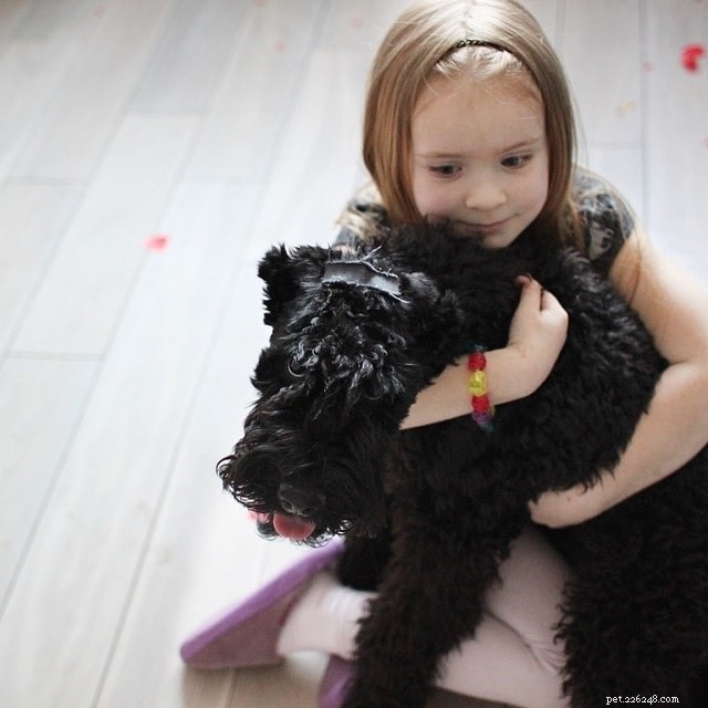 Kerry Blue Terrier: Traits, Care & Family Compatibility