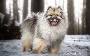 Keeshond Behavior: Guard, Family, and Apartment-Friendly Traits