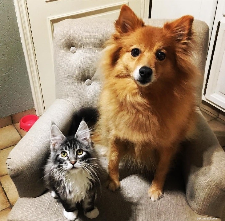Keeshond Behavior: Guard, Family, and Apartment-Friendly Traits