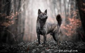 Kai Ken: The Warrior Dog – Behavior, Traits & Care