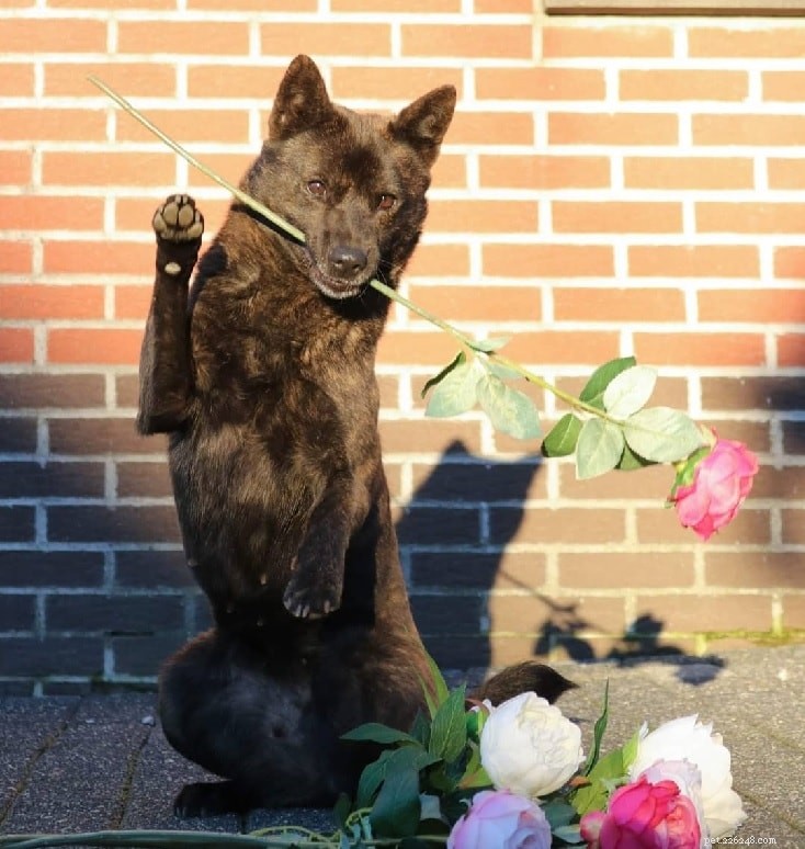 Kai Ken: The Warrior Dog – Behavior, Traits & Care
