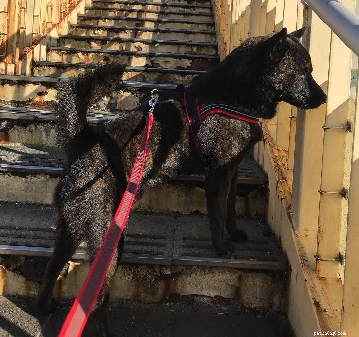 Kai Ken: The Warrior Dog – Behavior, Traits & Care