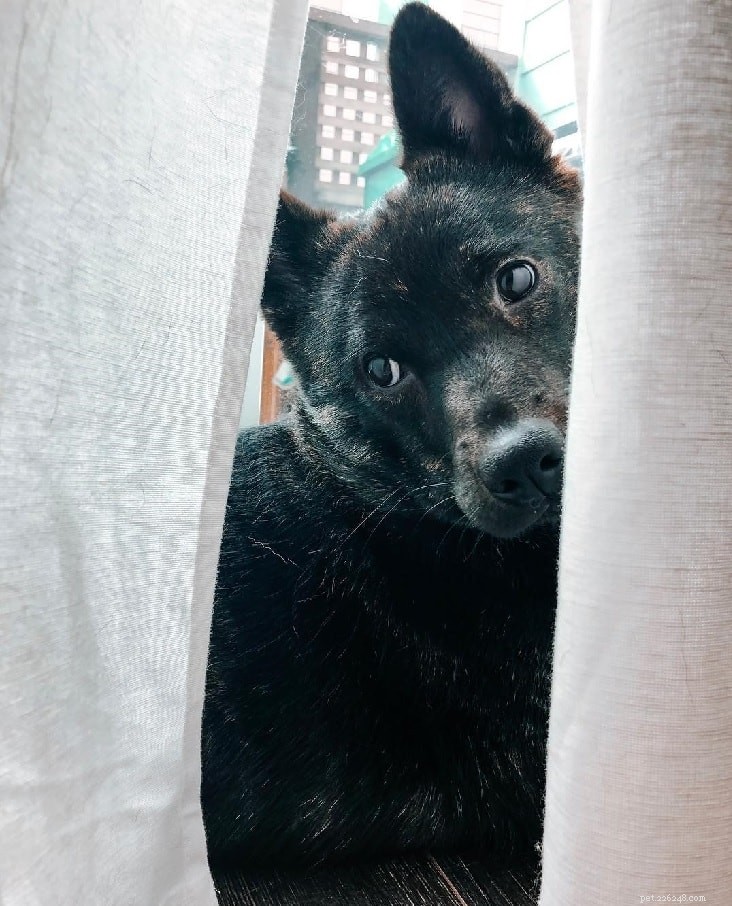 Kai Ken: The Warrior Dog – Behavior, Traits & Care