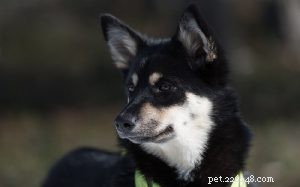 Lapponian Herder: Finland s Friendly Reindeer‑Herding Spitz