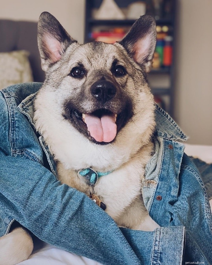 Norwegian Elkhound: Classic Spitz Heritage & Hunting Excellence